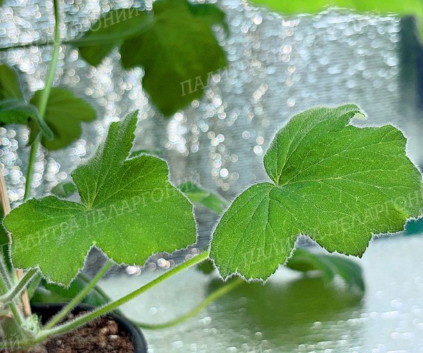 TOMENTOSUM (ТОМЕНТОСУМ)