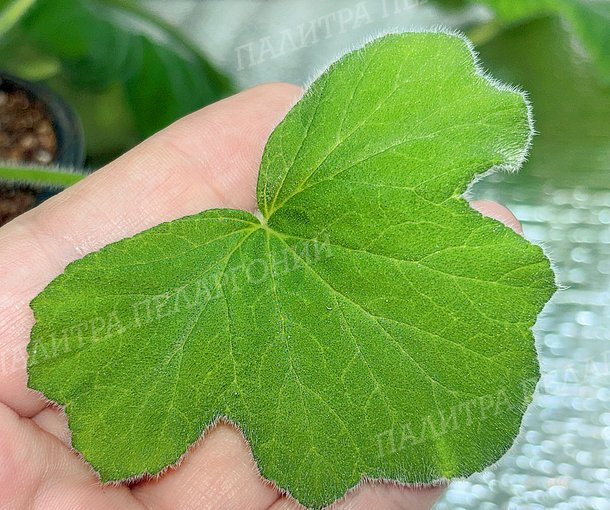 TOMENTOSUM (ТОМЕНТОСУМ)