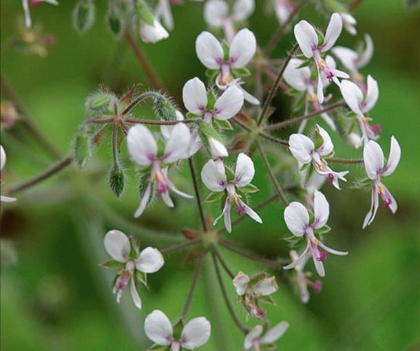 TOMENTOSUM (ТОМЕНТОСУМ)