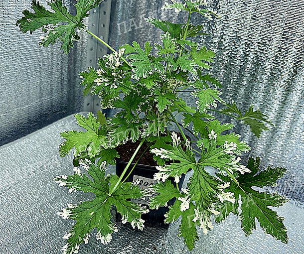 FRAGRANT FROSTY (ФРАГРАНТ ФРОСТИ)