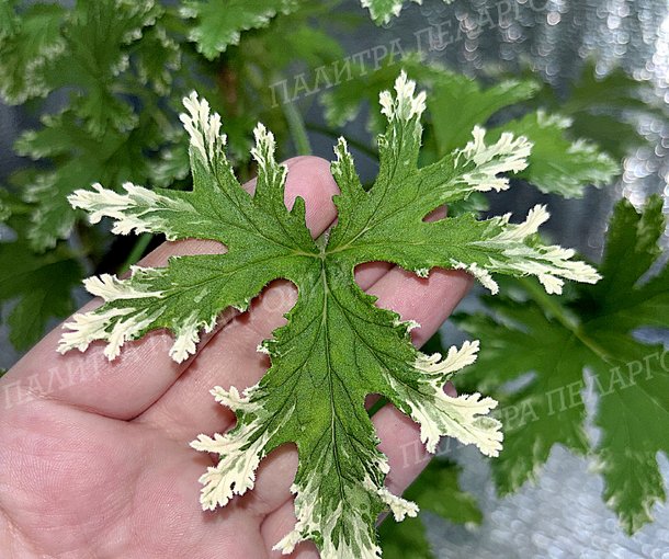 FRAGRANT FROSTY (ФРАГРАНТ ФРОСТИ)