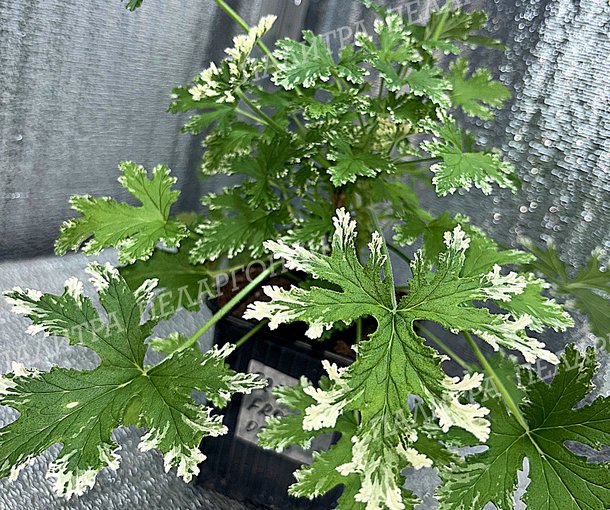 FRAGRANT FROSTY (ФРАГРАНТ ФРОСТИ)