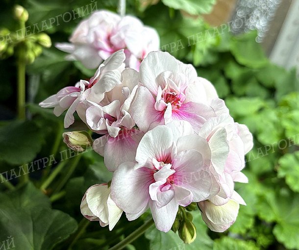 Toscana Estelle (Appleblossom) / Тоскана ЭСТЕЛЬ (Эпплблоссом)