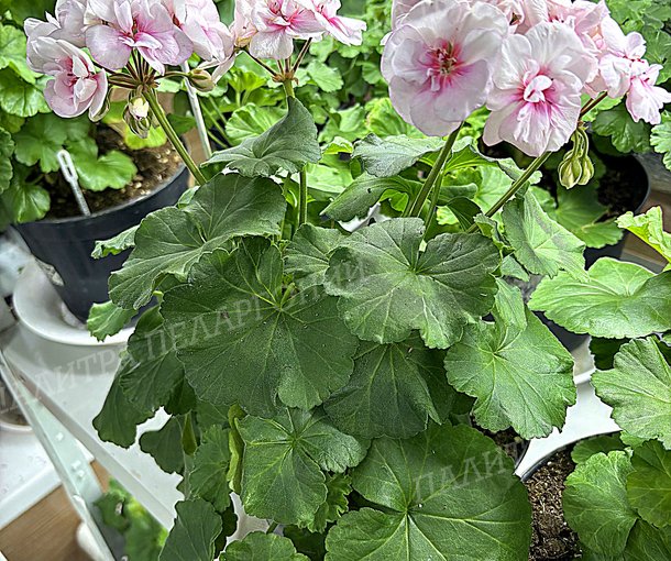 Toscana Estelle (Appleblossom) / Тоскана ЭСТЕЛЬ (Эпплблоссом)