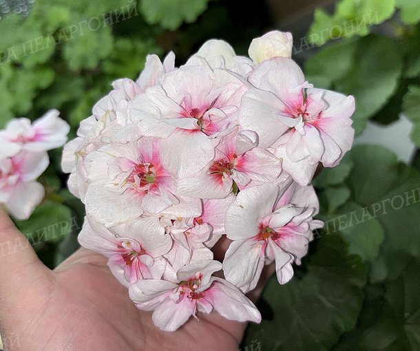 Toscana Estelle (Appleblossom) / Тоскана ЭСТЕЛЬ (Эпплблоссом)