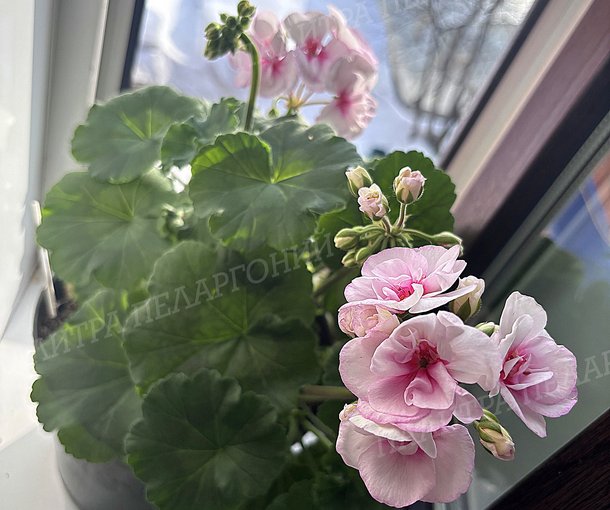Toscana Estelle (Appleblossom) / Тоскана ЭСТЕЛЬ (Эпплблоссом)