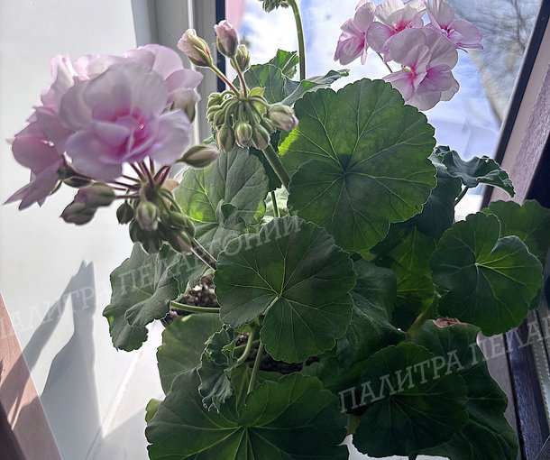 Toscana Estelle (Appleblossom) / Тоскана ЭСТЕЛЬ (Эпплблоссом)