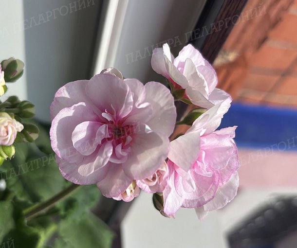 Toscana Estelle (Appleblossom) / Тоскана ЭСТЕЛЬ (Эпплблоссом)