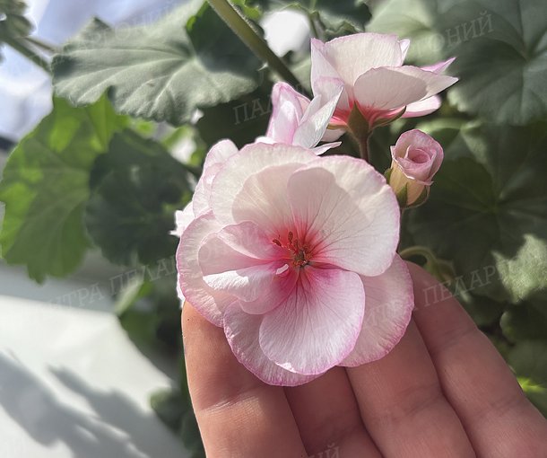 Toscana Estelle (Appleblossom) / Тоскана ЭСТЕЛЬ (Эпплблоссом)