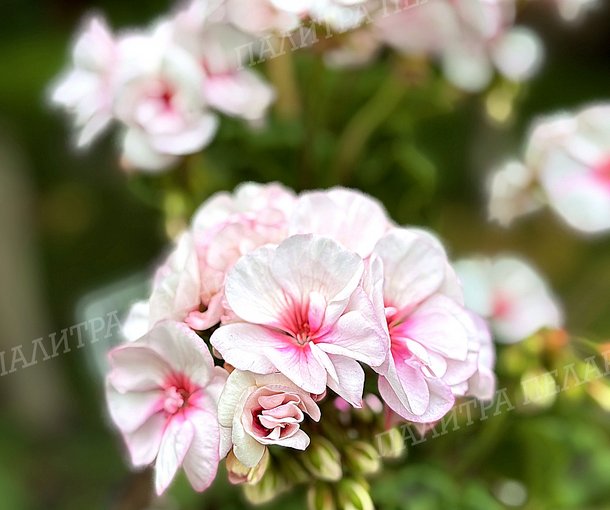 Toscana Estelle (Appleblossom) / Тоскана ЭСТЕЛЬ (Эпплблоссом)