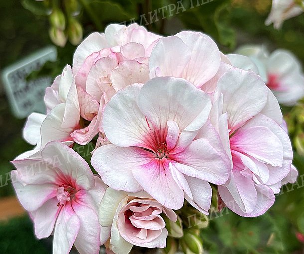 Toscana Estelle (Appleblossom) / Тоскана ЭСТЕЛЬ (Эпплблоссом)