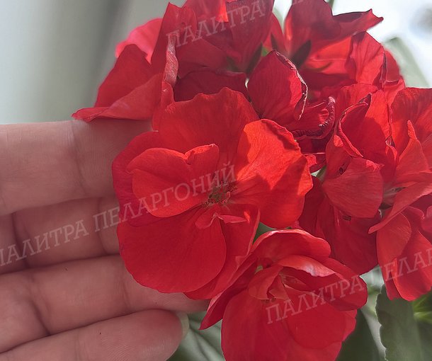 ШЕЛК МАДРИД