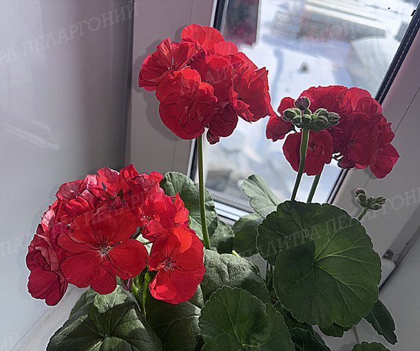 ШЕЛК МАДРИД