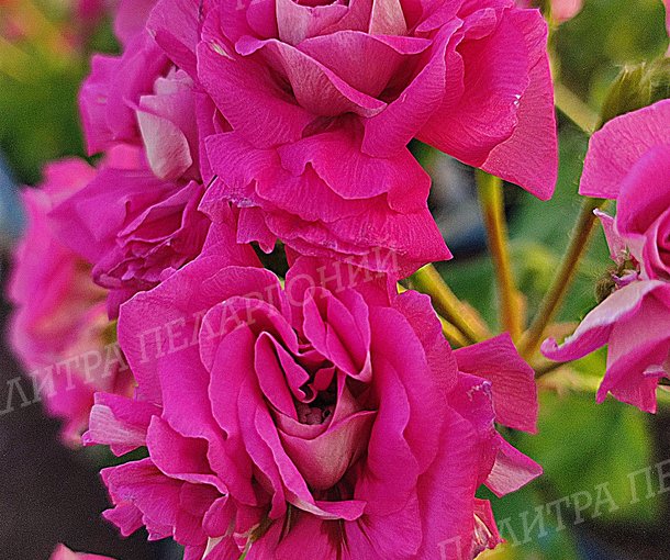 Ю МЕРЛЕЗОН 1