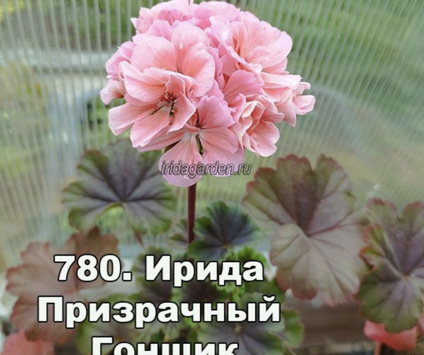 ИРИДА ПРИЗРАЧНЫЙ ГОНЩИК