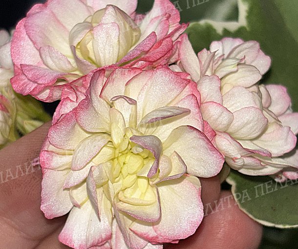 UAITO RINGU (УАЙТО РИНГУ)