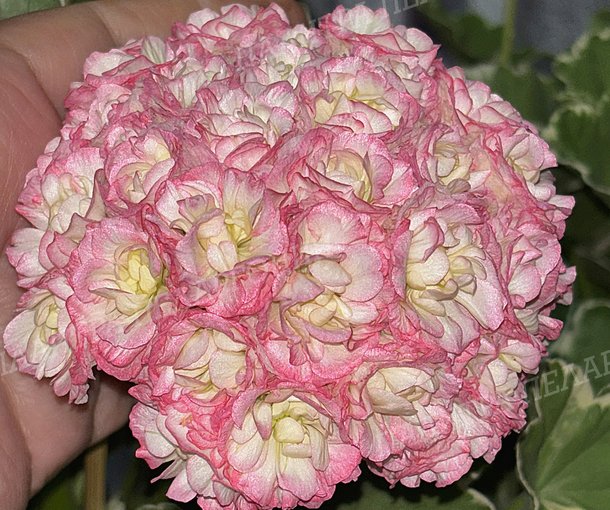 UAITO RINGU (УАЙТО РИНГУ)