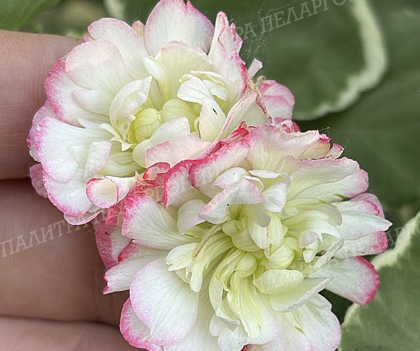 UAITO RINGU (УАЙТО РИНГУ)