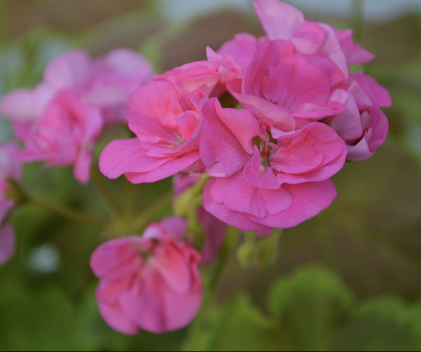 GRANDEUR DECO CARAMEL PINK (ГРАНДУР ДЕКО КАРАМЕЛЬ ПИНК)