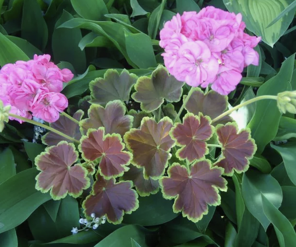 GRANDEUR DECO CARAMEL PINK (ГРАНДУР ДЕКО КАРАМЕЛЬ ПИНК)