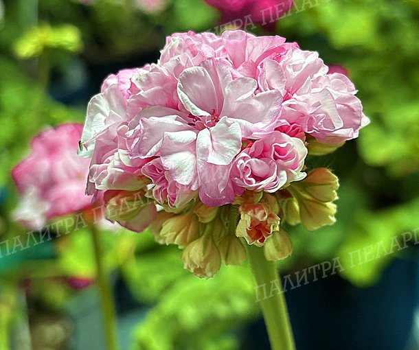 WARRENORTH PEARL (УОРРЕНОРТ ПИЭРЛ)