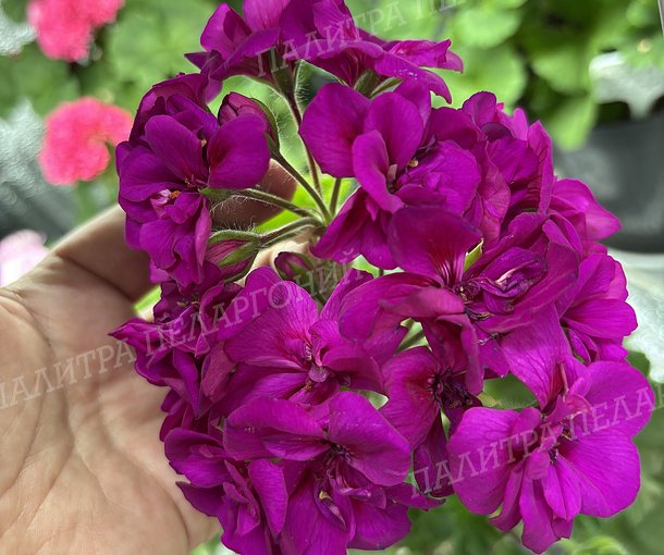 Moxie Violet (МОКСИ ВАЙОЛЕТ)