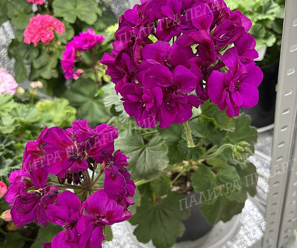 Moxie Violet (МОКСИ ВАЙОЛЕТ)