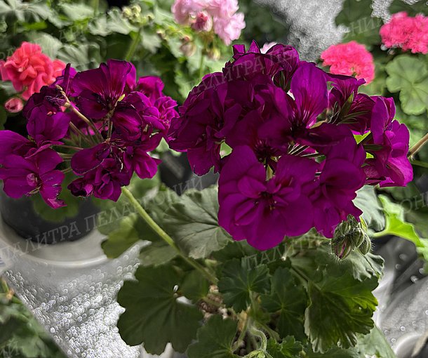 Moxie Violet (МОКСИ ВАЙОЛЕТ)