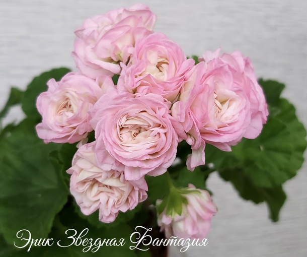 ЭРИК ЗВЕЗДНАЯ ФАНТАЗИЯ