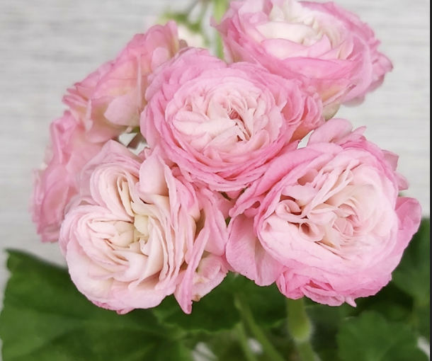 ЭРИК ЗВЕЗДНАЯ ФАНТАЗИЯ