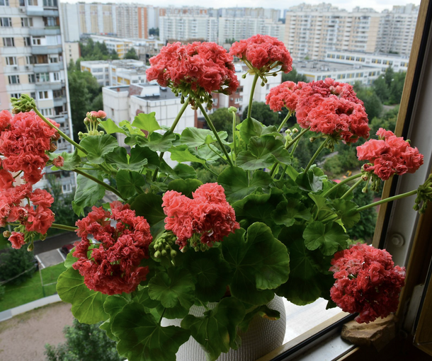 ШЕЛК МОЙРА
