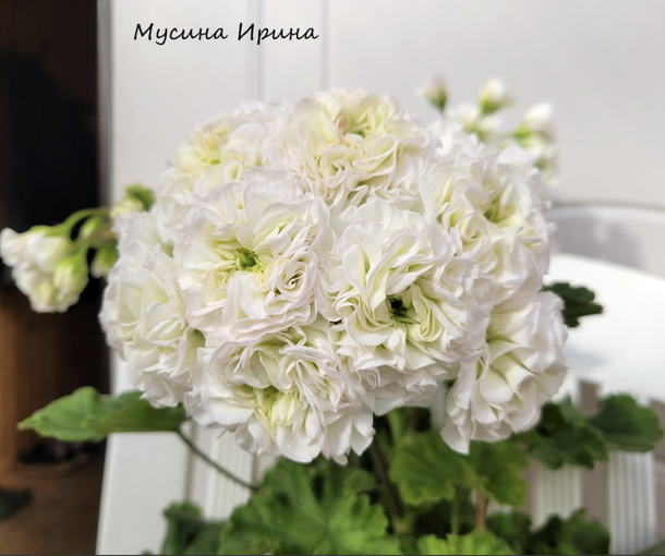 ЮВ ВАВИЛОН