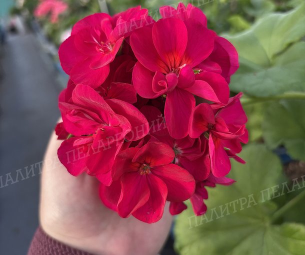 ODENSJÖ TANGO (ОДЕНСИО ТАНГО)