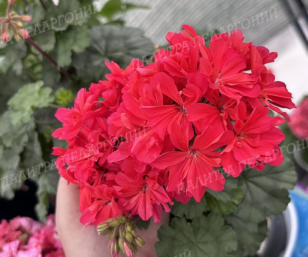 BROOKSIDE FLAMENCO (БРУКСАЙД ФЛАМЕНКО)