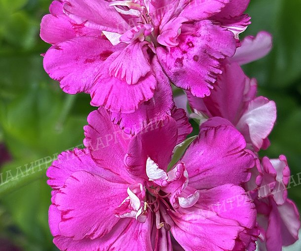 CERISE CARNATION (ЦЕРИС КАРНАСЬОН)