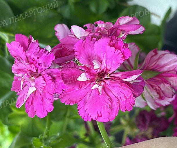 CERISE CARNATION (ЦЕРИС КАРНАСЬОН)