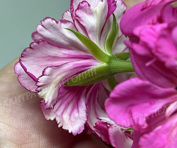 CERISE CARNATION (ЦЕРИС КАРНАСЬОН)