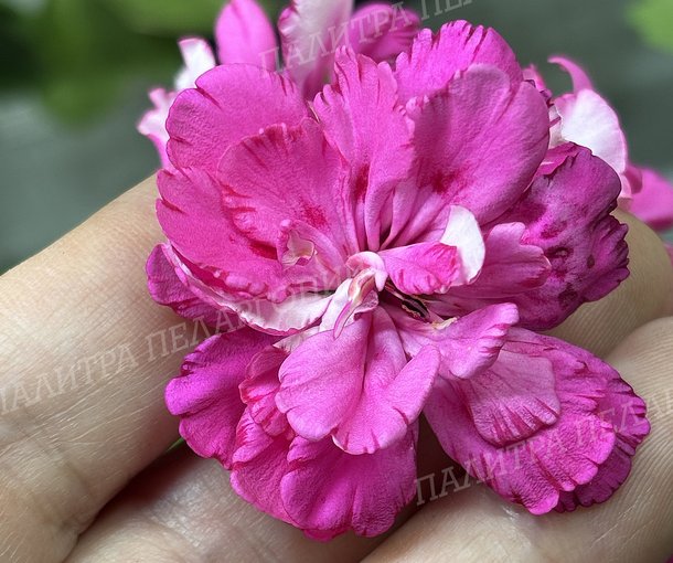 CERISE CARNATION (ЦЕРИС КАРНАСЬОН)