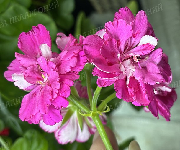 CERISE CARNATION (ЦЕРИС КАРНАСЬОН)