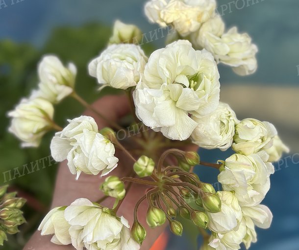 СИМ ШАРДОНЕ