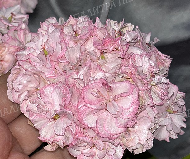GL GRATIA (ГЛ ГРАЦИЯ), КОРЕЯ