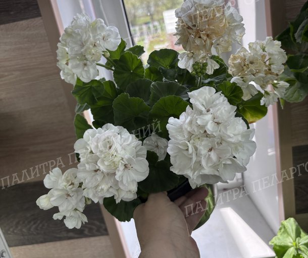 ШЕЛК САНТЬЯГО