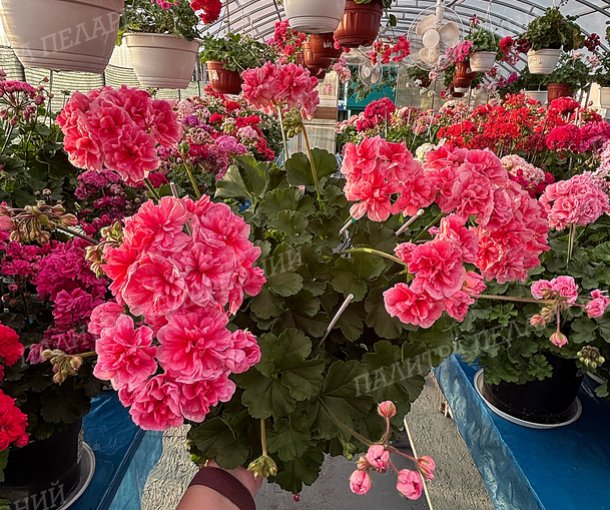 ТиМ ИСКОРКА