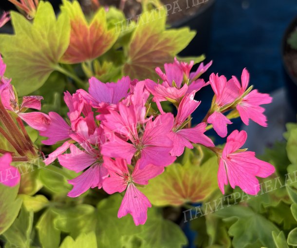 LOTUSLAND (ЛОТУСЛЭНД)