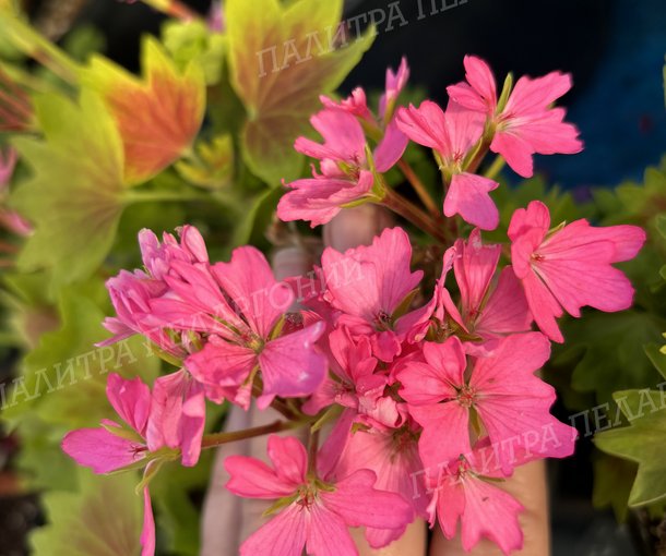 LOTUSLAND (ЛОТУСЛЭНД)