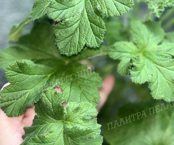PINK SHAMPAGNE (ПИНК ШАМПАНЬ)