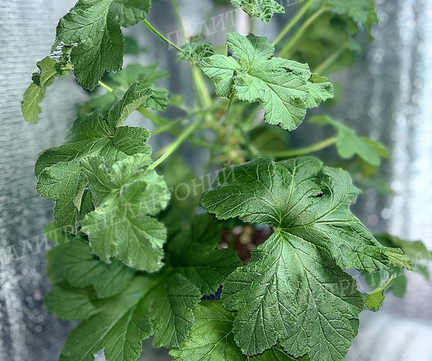 PINK SHAMPAGNE (ПИНК ШАМПАНЬ)