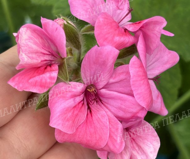 PINK SHAMPAGNE (ПИНК ШАМПАНЬ)