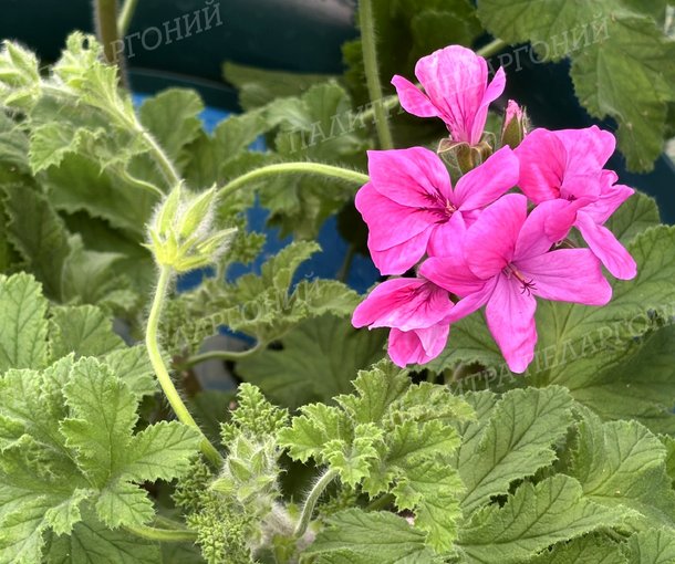 PINK SHAMPAGNE (ПИНК ШАМПАНЬ)