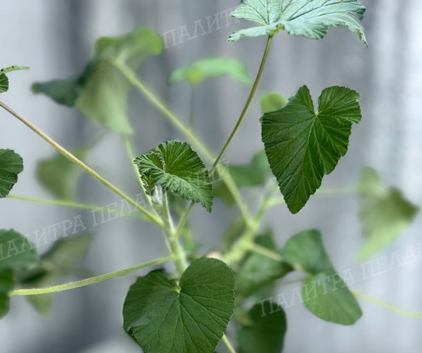 CORDIFOLIUM (КОРДИФОЛИУМ)